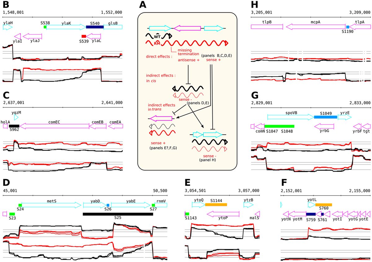 EvolvedBiofilm's tweet photo. Termination factor Rho: From the control of pervasive transcription to cell fate determination in Bacillus subtilis
https://t.co/JV842C27ai https://t.co/uwxPW25xsM