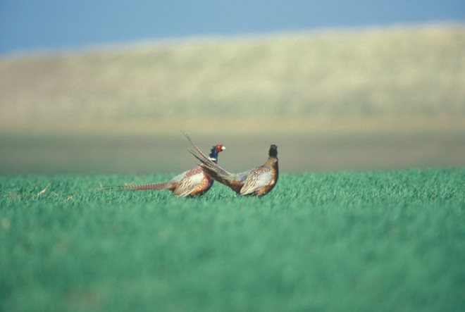 pheasants4ever's tweet photo. #RoosterReport: Our Summer #Pheasant Report from #Montana https://t.co/TV2iDxeIq3 w/ @MontanaFWP https://t.co/2SQlllw3CG