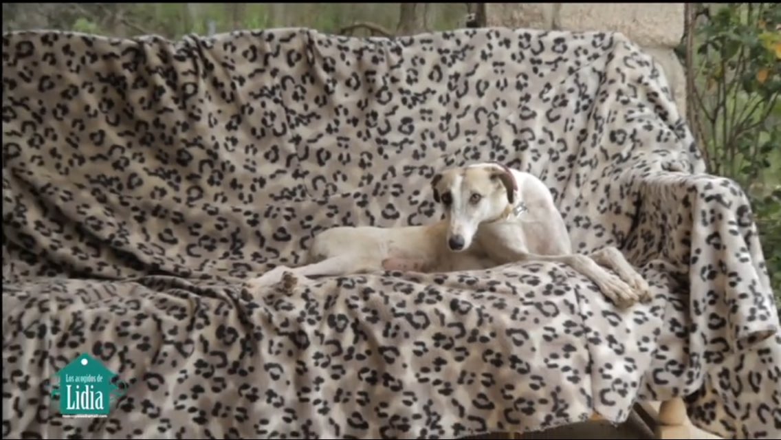ManuGlez_bilbao's tweet photo. Una asociación pro adopción canina graba su propia versión del #Despacito animando a tener mascotas https://t.co/8v1yR6TPA9 https://t.co/cz9wplJqDR