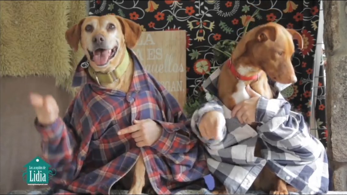 ManuGlez_bilbao's tweet photo. Una asociación pro adopción canina graba su propia versión del #Despacito animando a tener mascotas https://t.co/8v1yR6TPA9 https://t.co/cz9wplJqDR
