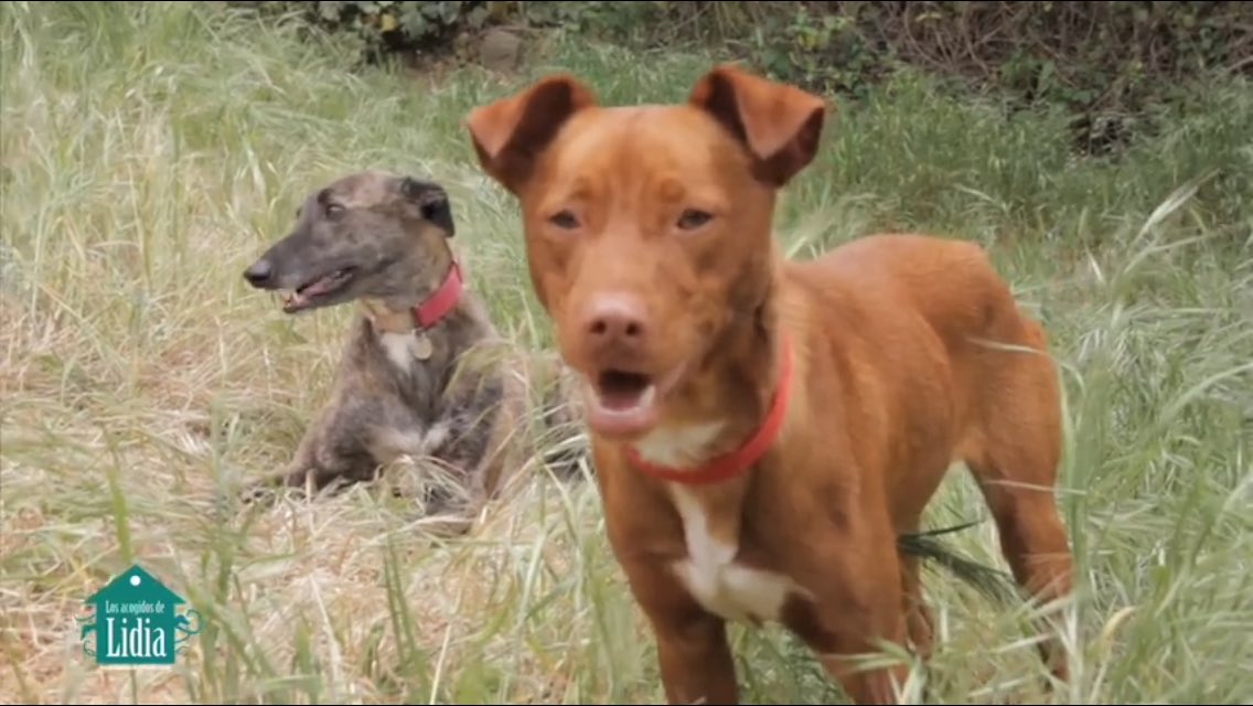 ManuGlez_bilbao's tweet photo. Una asociación pro adopción canina graba su propia versión del #Despacito animando a tener mascotas https://t.co/8v1yR6TPA9 https://t.co/cz9wplJqDR