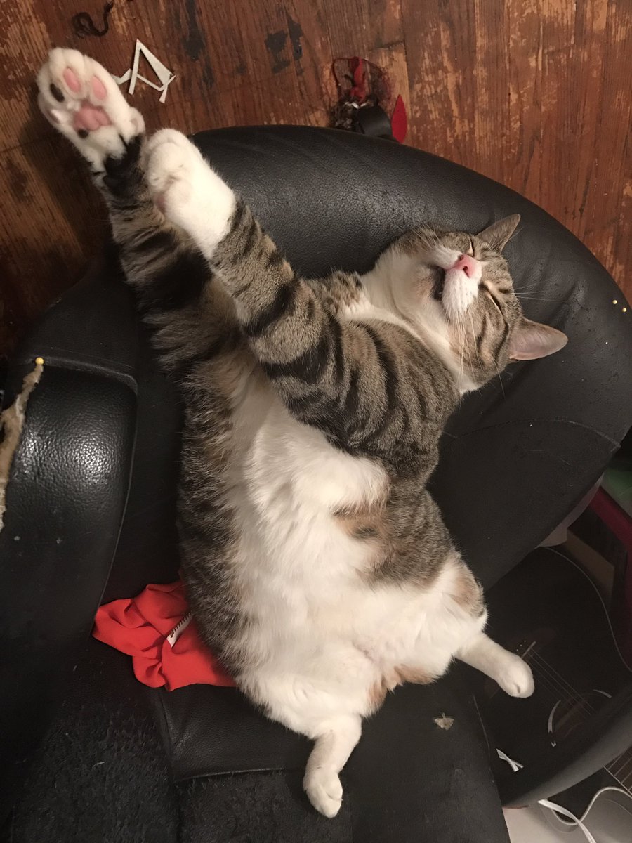 xynetak's tweet photo. check out these very important photos of my cat #hesflying https://t.co/AVnJJDvw3G