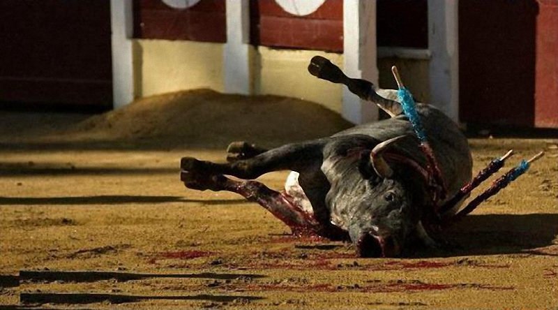 BASTAtauromakia's tweet photo. #SoyAntiTaurino y me siento MUY ORGULLOSO #HastaLaAboliciónSIEMPRE ¡¡¡ https://t.co/LYVTHd67Pk