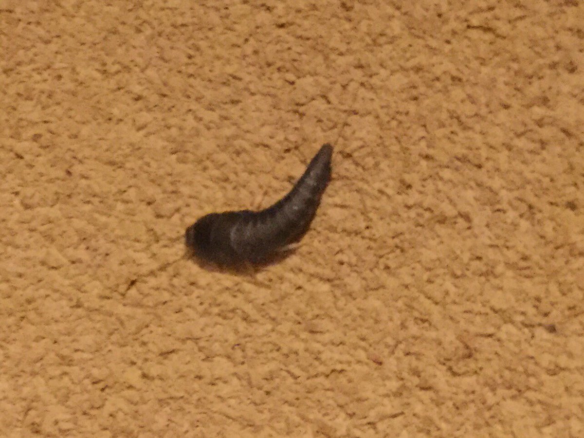 O Xrhsths タヅー Sto Twitter T Co Ovmqv026epシミ目 恐らくシミ 紙魚 っていう名前の虫です 紙 を食べるので知られてます なんか軽く調べたら紙だけじゃなくて服の繊維質も食べるみたいですな いつもここに挙げてる靴とかが心配ならバルサンやスプレー
