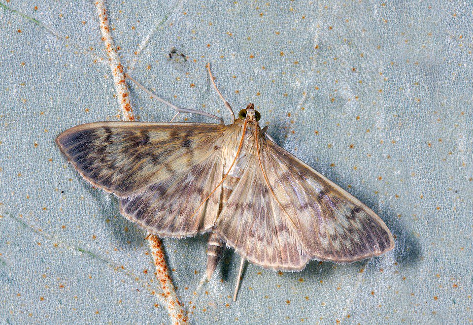 ZoeconCentralLS's tweet image. Fast Fact Friday! #Moths can smell another moth from miles away.