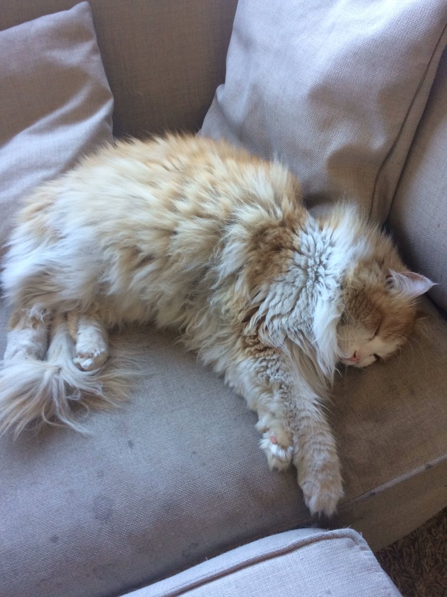lbengoa's tweet photo. Todo un prodigio de la siesta https://t.co/2BHsep9cpa