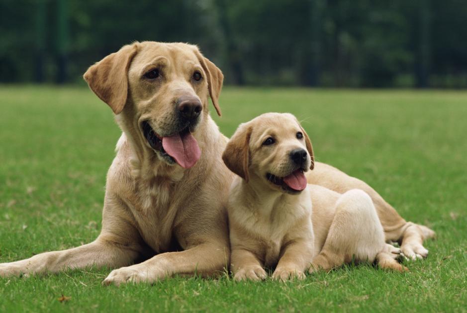 HundeFreundBa's tweet photo. Sind die zwei nicht richtig schön? #nicedogs https://t.co/wtu9w4KWgj