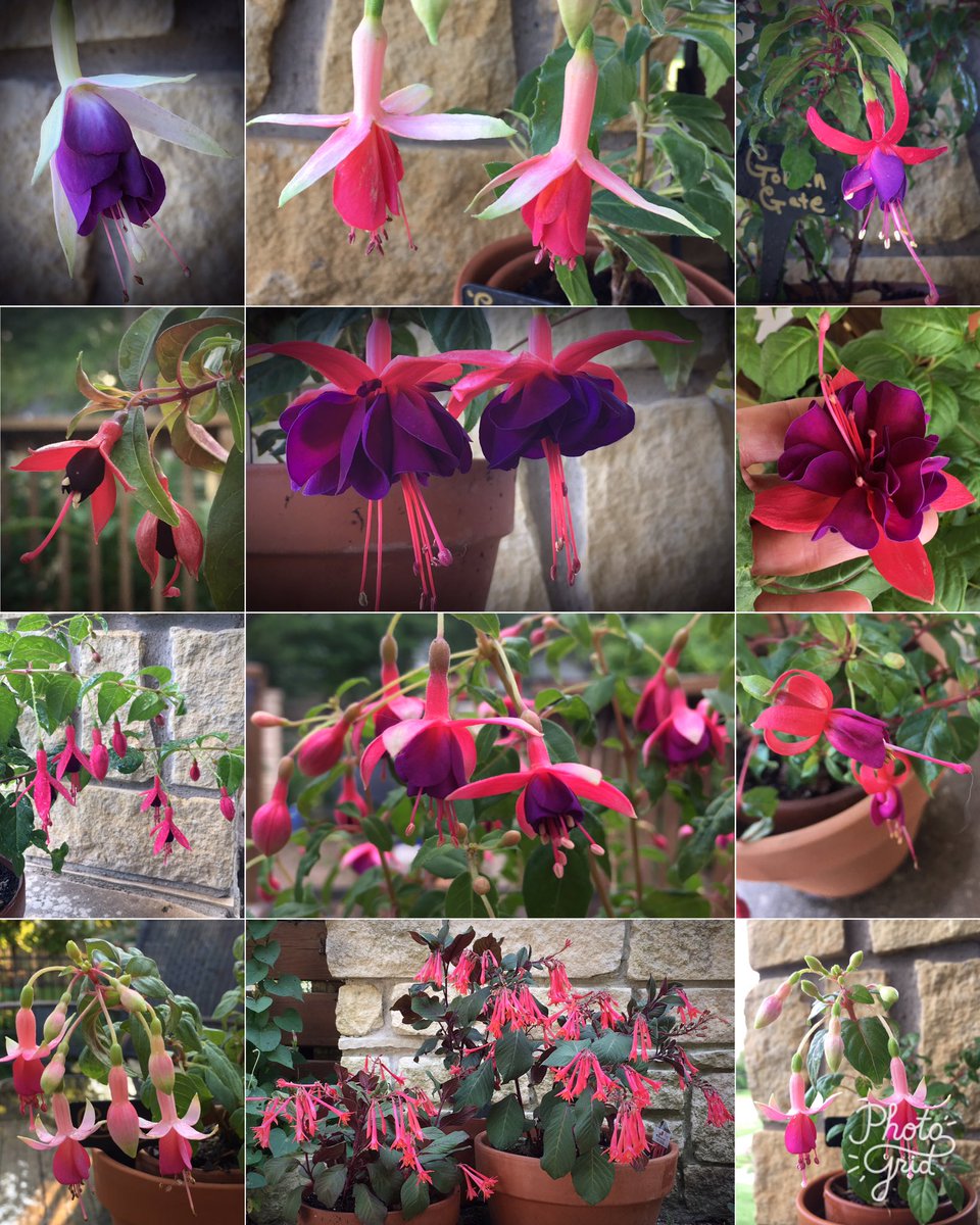KerriFar's tweet photo. Beautiful!!! - RT @HortErotica "For #FuchsiaFriday #Kansas fuchsia sampler (10 cvs.) #OKFT https://t.co/qiNdNbUq1H"