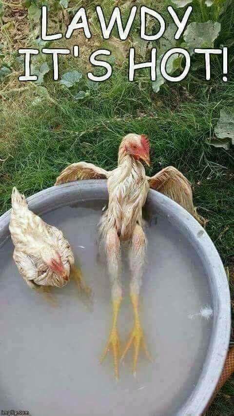 rednecksonny's tweet photo. All my Redneck Hollywood Lake Norman friends be Like.........It's Hot! https://t.co/LYO7hRvChK