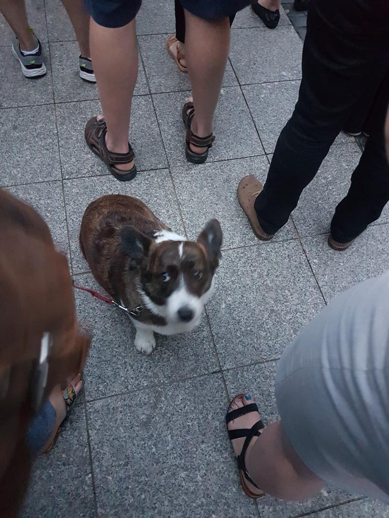 peterrey's tweet image. Dogs for democracy - Warsaw #WolneSądy