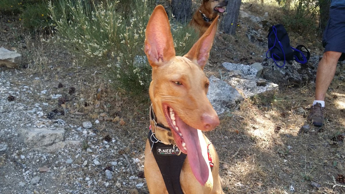 GuilleBlackfox's tweet photo. Otro año mas feliz #DiaMundialDelPerro para Jaro y Asia.
Hoy todos hemos pasado un gran día, pero lo mejor son vuestras caras de felicidad https://t.co/vpPeG7AzpG