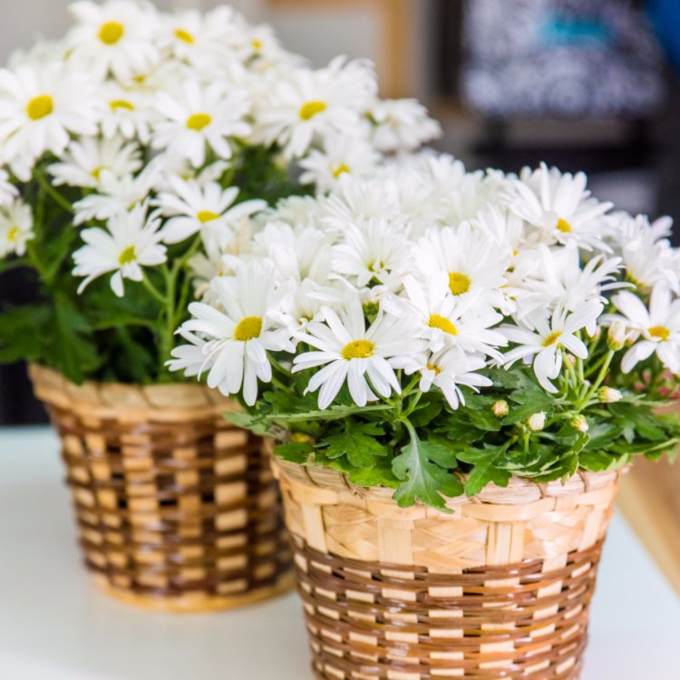 AlwaysinBloomst's tweet photo. An arrangement that's fresh as a daisy. https://t.co/JBVwL9Rats
