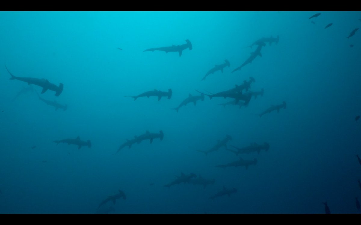 cocosislanddiving tweet media