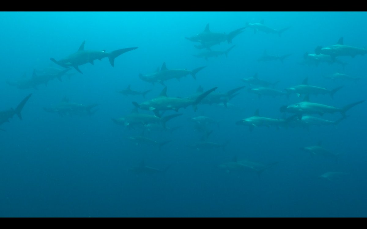 cocosislanddiving tweet media