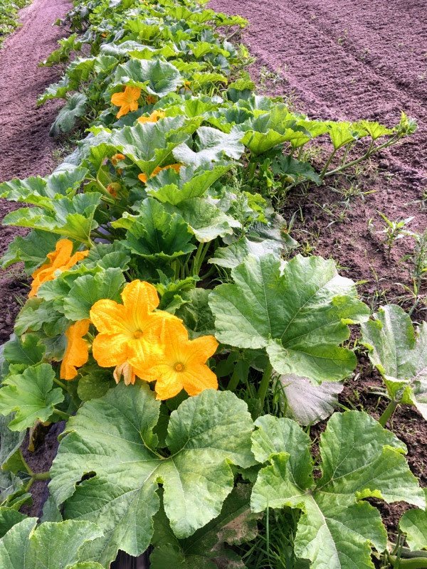 GilbysOrchard's tweet photo. Pumpkin Flowers! We have over 4500 pumpkin plants planted this year. 
Opening weekend is August 25th. https://t.co/JCOLMguRZg