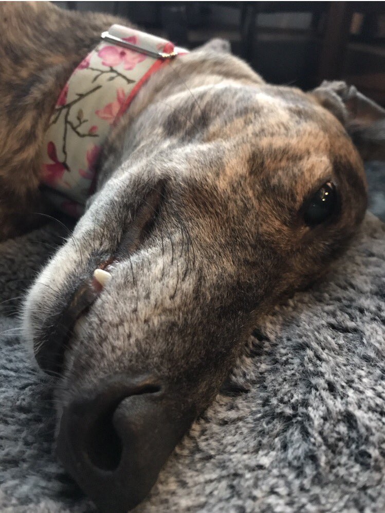 aero_senna's tweet photo. @PeppaGreyhound #snaggletoothclub yous teeth very shiny ✨ https://t.co/Dk1tZPKHAY