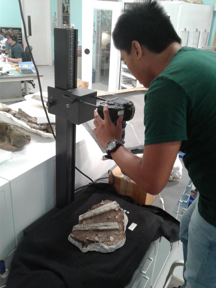 FossilPhiles's tweet photo. @FossilPhiles intern Mark (@NCCU) getting the perfect shot of this phytosaur rostrum.
#FossilFriday @naturalsciences @NSF_BIO https://t.co/uUn9E5gW8e