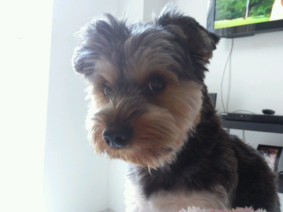 OddNalgas's tweet photo. En el #diamundialdelperro publicare una foto de mi único y verdadero amor @stothemtothej
#MatiLover
#MissYouBuddy https://t.co/MsJmZKIyjL