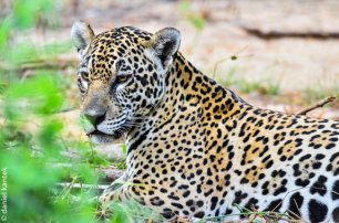 ecoticiasRED's tweet photo. El genoma del jaguar dilucida la historia evolutiva de los grandes felinos https://t.co/JZ0YdFIPDT https://t.co/jFVmnlLjav