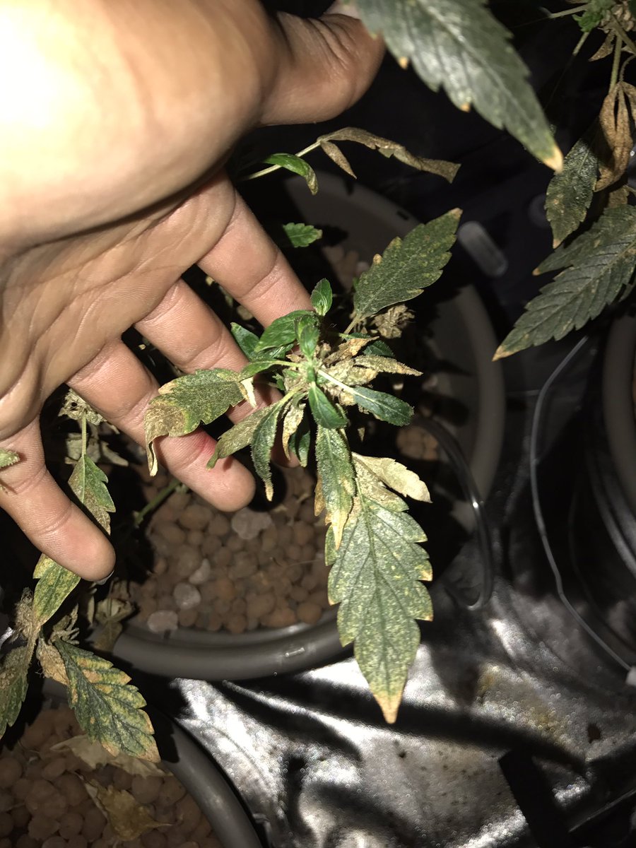 jayy_will69uhrd's tweet photo. So at the end I fucked up should've never let my sister take care of them. 😔 https://t.co/QXoMMd9tRB