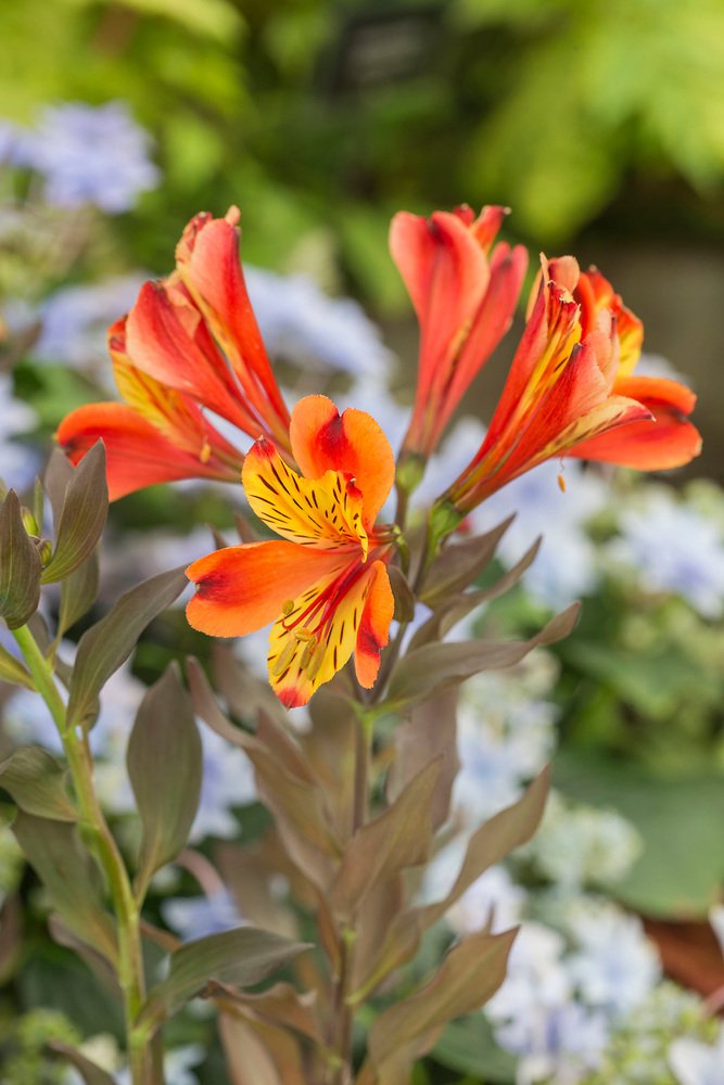 My personal Flower of the Show at #RHSTatton might just be this -
 Alstromeria 'Indian Summer' 😍