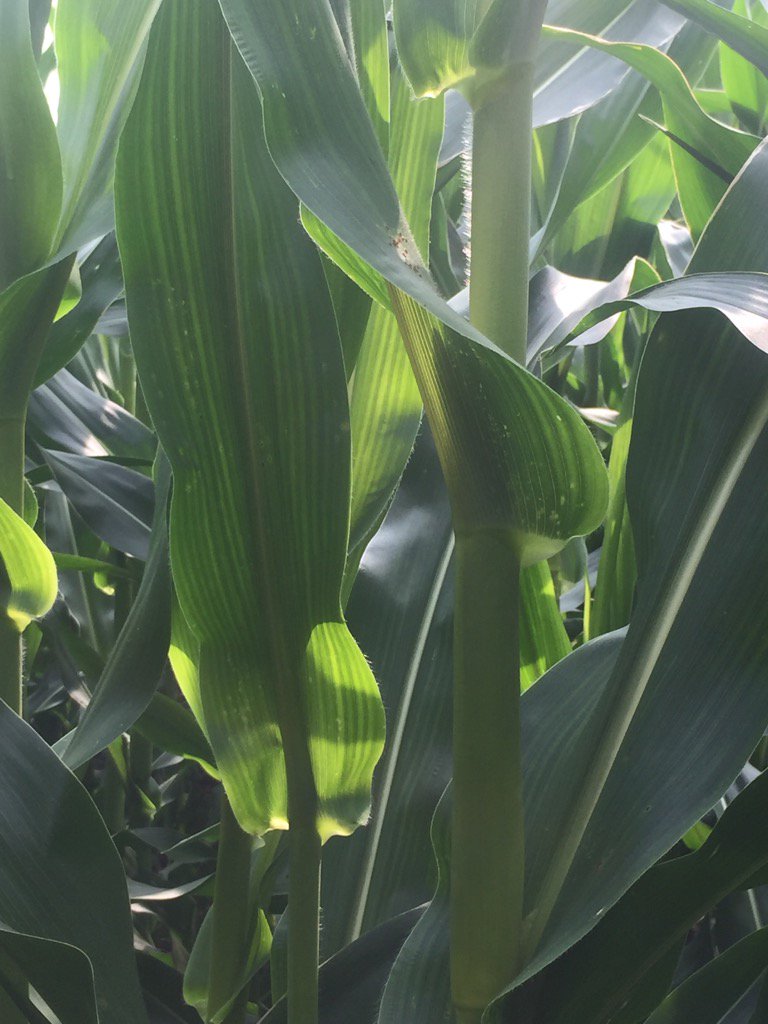 DCHighlander's tweet photo. Common rust coming on fast in corn. Still 4 leaves to tassel here. Fungicide time. https://t.co/rMebpV0tXA