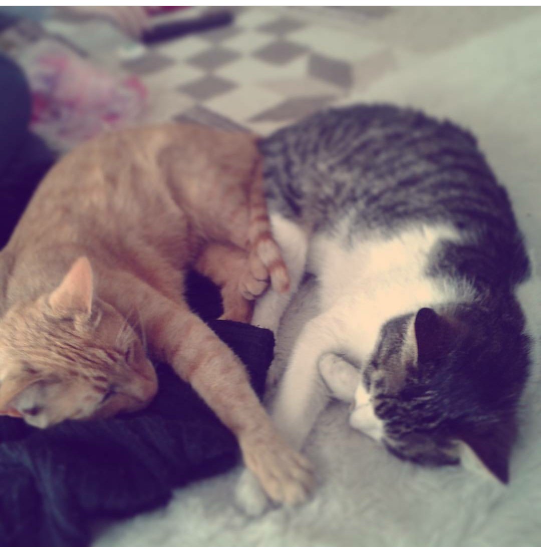 Javieracat's tweet photo. El amorsh de hermanos.... #lamañana https://t.co/XkCIMV3jLc
