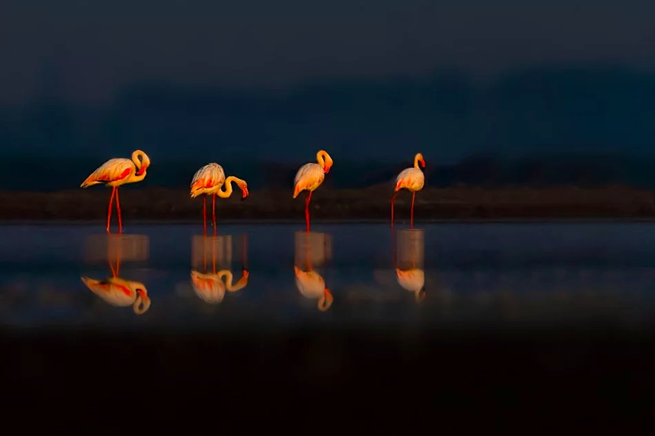 Good Morning! "Sunrise" by Nitin Prabhudesai. #Sunrise #Flamingos #birds #wildlife #lake #water #reflection #India #travelphotography