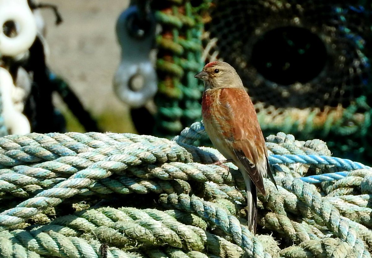 alnwickgazette's tweet photo. VIEW OF #NORTHUMBERLAND: This linnet was in fine voice when Catherine Davies van Zoen was at Holy Island harbour. @NorthEastTweets https://t.co/bfGxo2IFI7