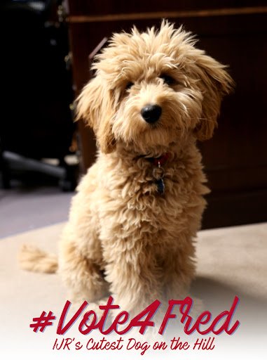 Bri_Puccini's tweet photo. Last day to VOTE for Fred @SenatorFischer in @TheIJR's Cutest Dogs on the Hill competition. #VOTE4FRED HERE: https://t.co/SSm5zTJvOR https://t.co/ai1FTy6oVm