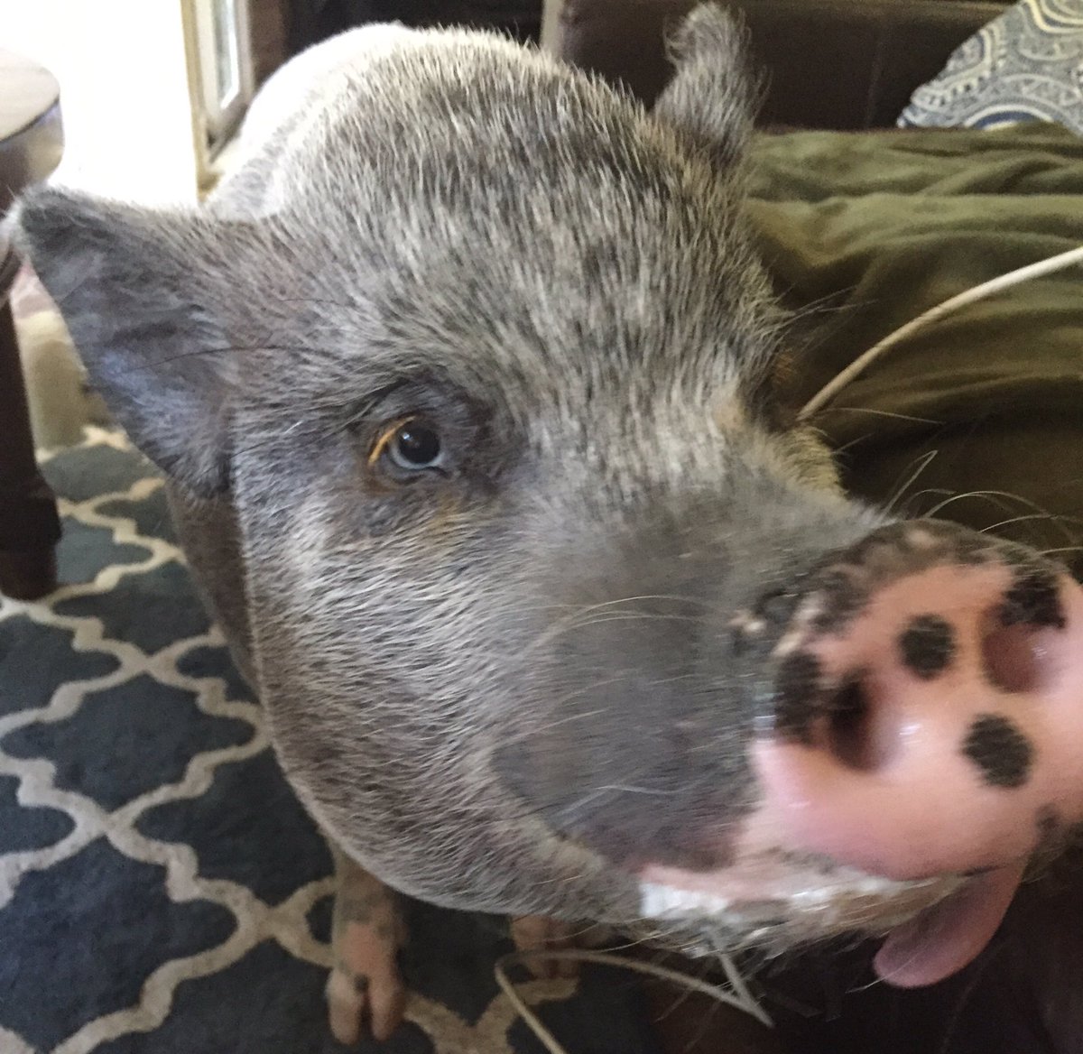 reigningfrog's tweet photo. Like @bronk, Maxine has nice eyes. #pigsitting https://t.co/OUEbYi0f4O