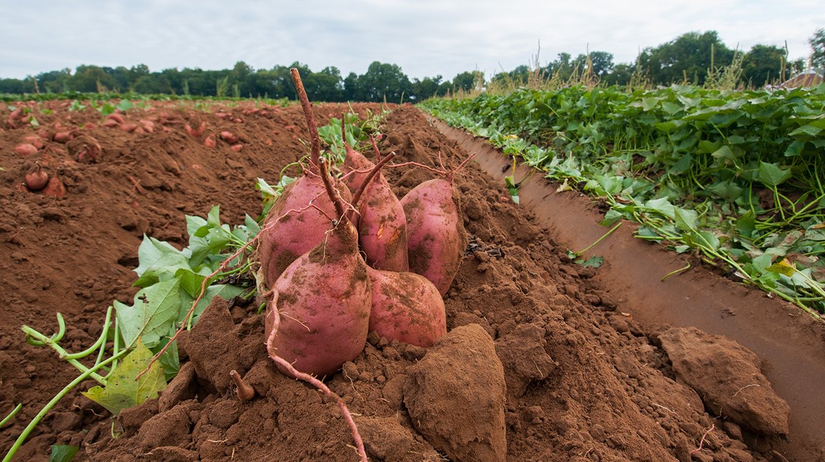 CTAflash's tweet photo. A new investment guide for the #Caribbean #sweetpotato sector > https://t.co/RSt7sFTMez #investment #intra_app #Cariforum @FAST_Intl https://t.co/7eFnW90Bvn
