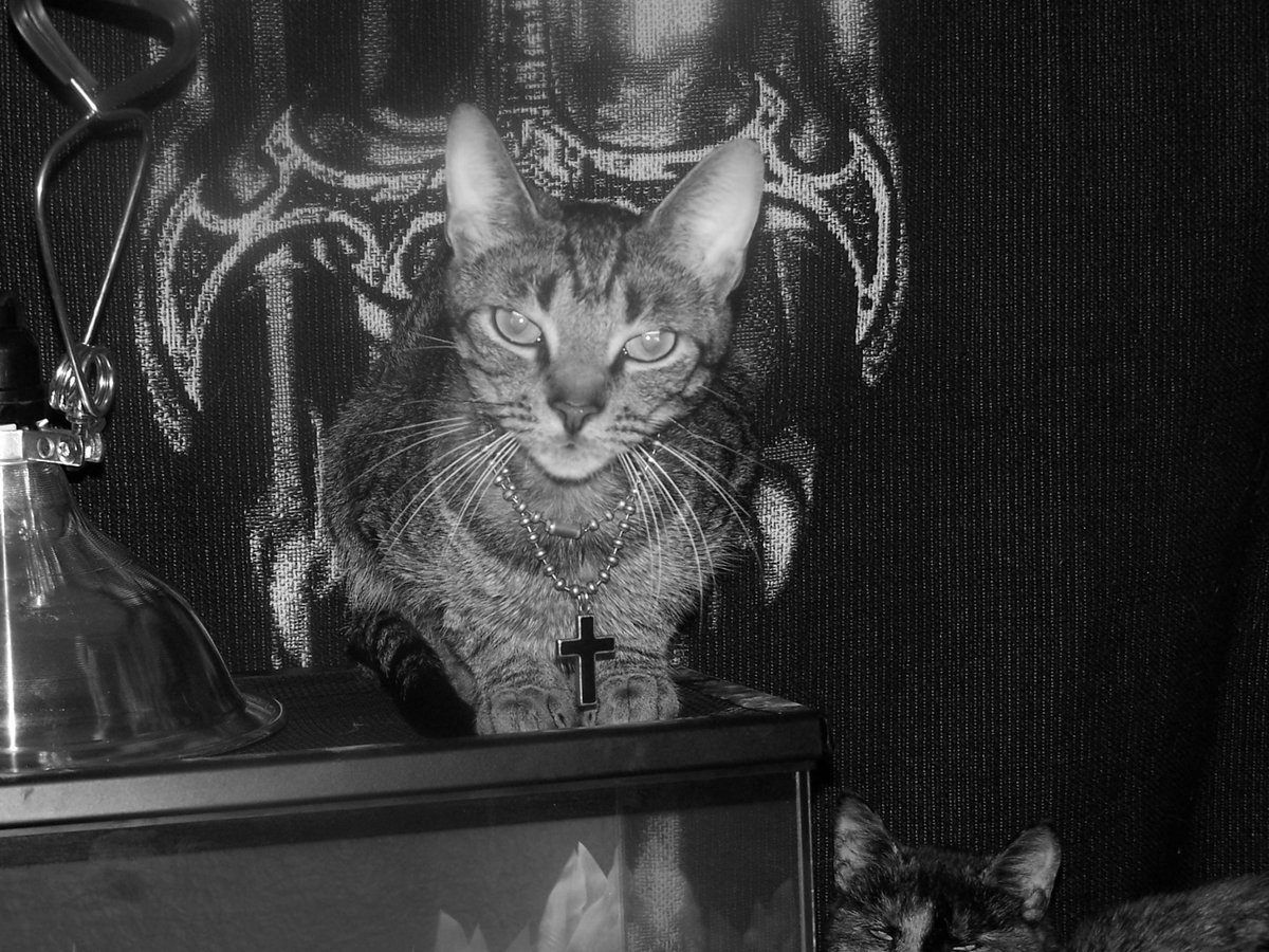 dorksragdoll's tweet photo. Miss you my Mitty Amor #ourfirstboy #RIP #mittykitty #covlove #akaiito #together #myforever #hisalways #otternal #fate #destiny #stitch https://t.co/M1vf2Ong8K