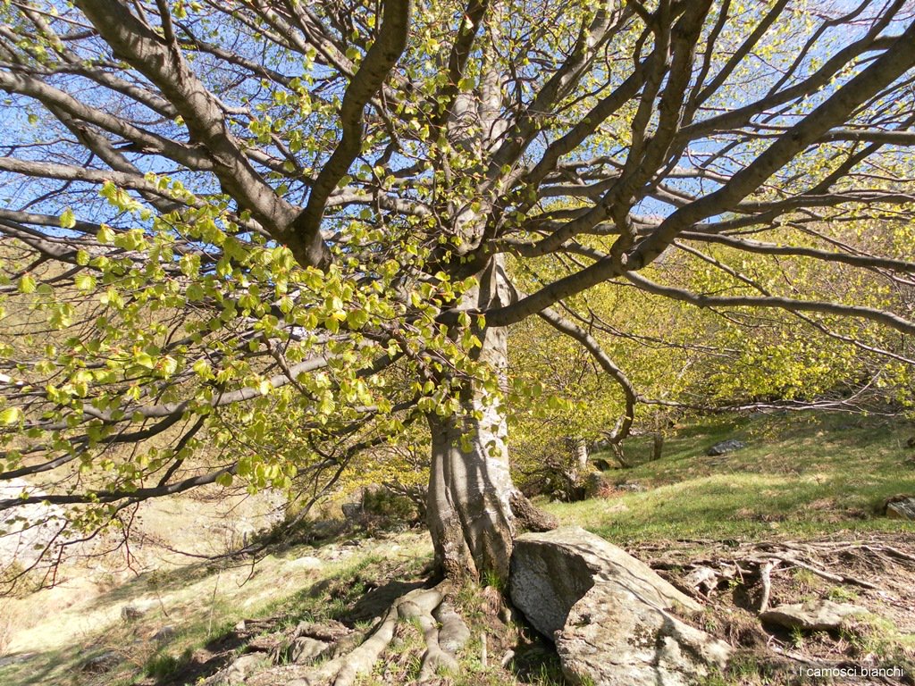 serpillo1 tweet media