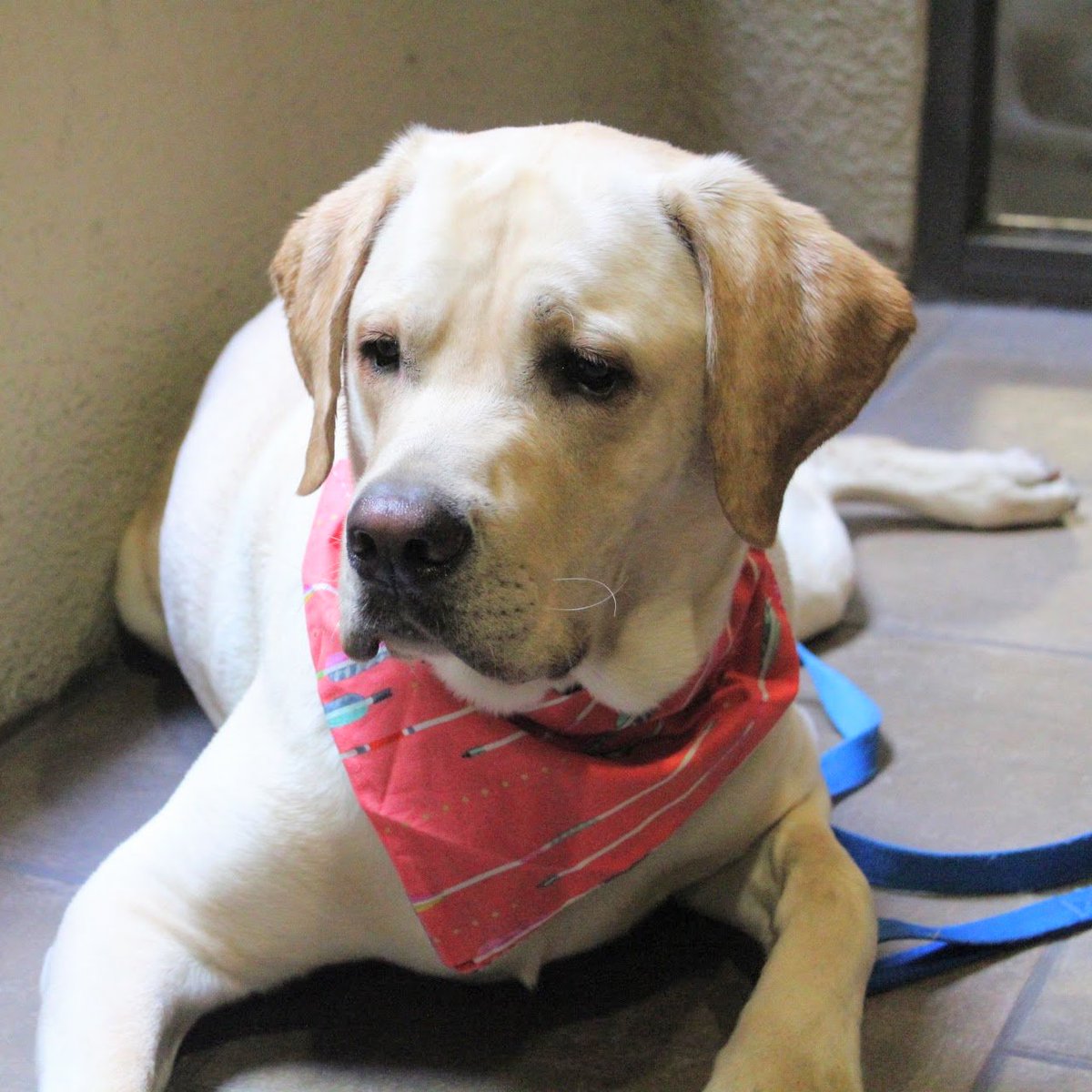 taleinthetail's tweet photo. This is the look #leothelab gives when he sees his own reflection in the glass door. #hellogoodlooking
#Bandana by #OPKDesigns #alohak9 https://t.co/veRMieAznT