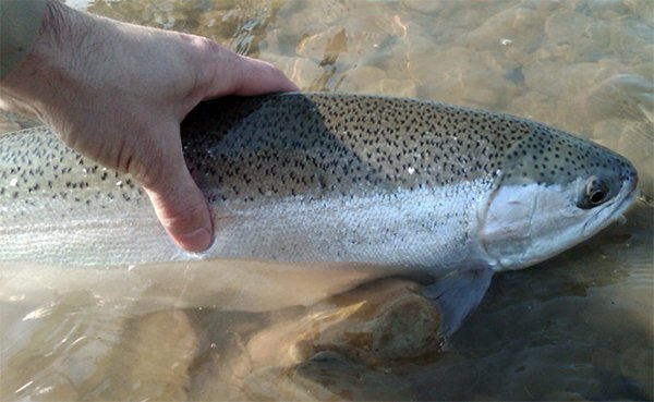 McKReflections's tweet photo. Anglers asked to give steelhead a helping hand https://t.co/WUeCzP8kO4 #RivRef https://t.co/eufYIj9yag