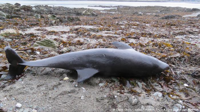 dtdchange's tweet photo. Mass dolphin deaths off France, UK likely due to trawling method

Pair Trawling

https://t.co/33k36KKyGX
#cetaceans #PairTrawling https://t.co/v70y1vSjy7