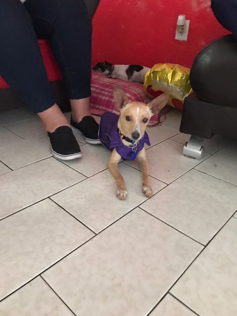 extradogdinario's tweet photo. Soy Luke y busco familia amorosa 😍😍! Soy pequeño, joven, juguetón pero tranquilo y cariñoso #ProtocoloCompleto
https://t.co/jUxmHf4ChR https://t.co/9LvMDqaDEh