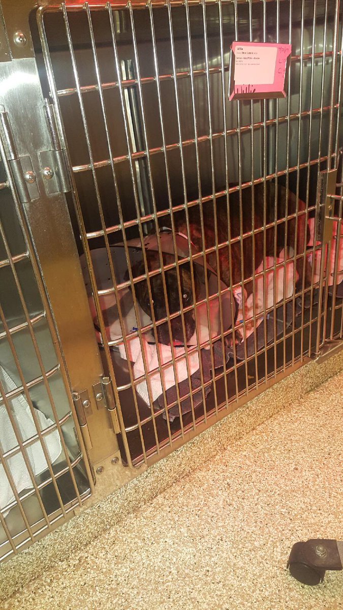 Willy had a little tumor removed from his back paw today..... he's is recovery. Get to pick him up at 5:00.<a href="/SwagPupWilly/">Lord Willington</a>