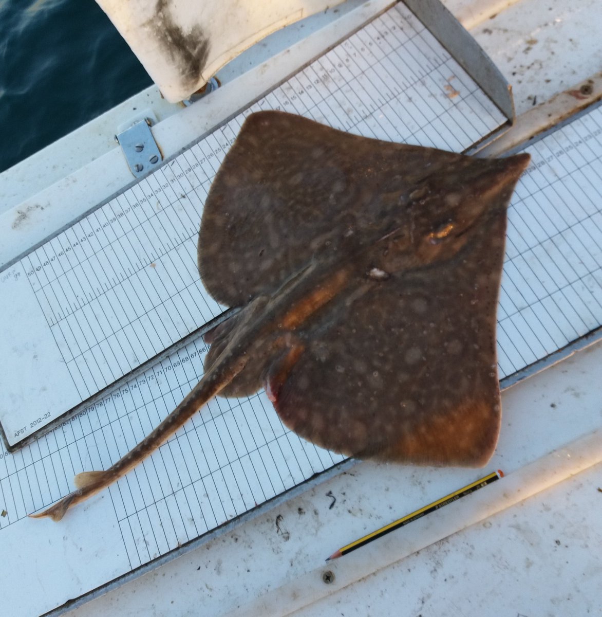 CefasGovUK's tweet photo. Cefas Fisheries Observers record a rare easterly capture of blue skate (aka #commonskate) onboard commercial fishing vessel “Kraken” https://t.co/o5SwXhSW0D