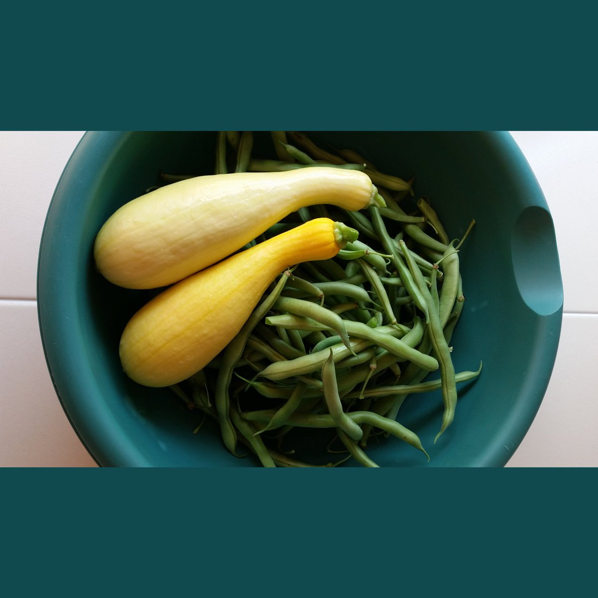 CNelligar's tweet photo. My Friday morning garden finds! https://t.co/Hqc6tRb8z6