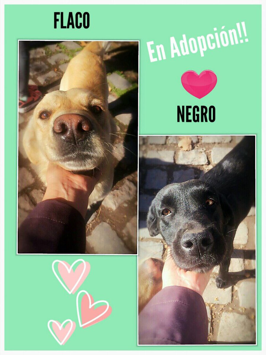 patrmarsh's tweet photo. La nva vida de #LaFlaca #PerritaReality #DobleTentacion felizmente adoptada❤️
El Flaco y El Negro también buscan un hogar.
#AdoptaConEl❤️ https://t.co/tECizEh52P
