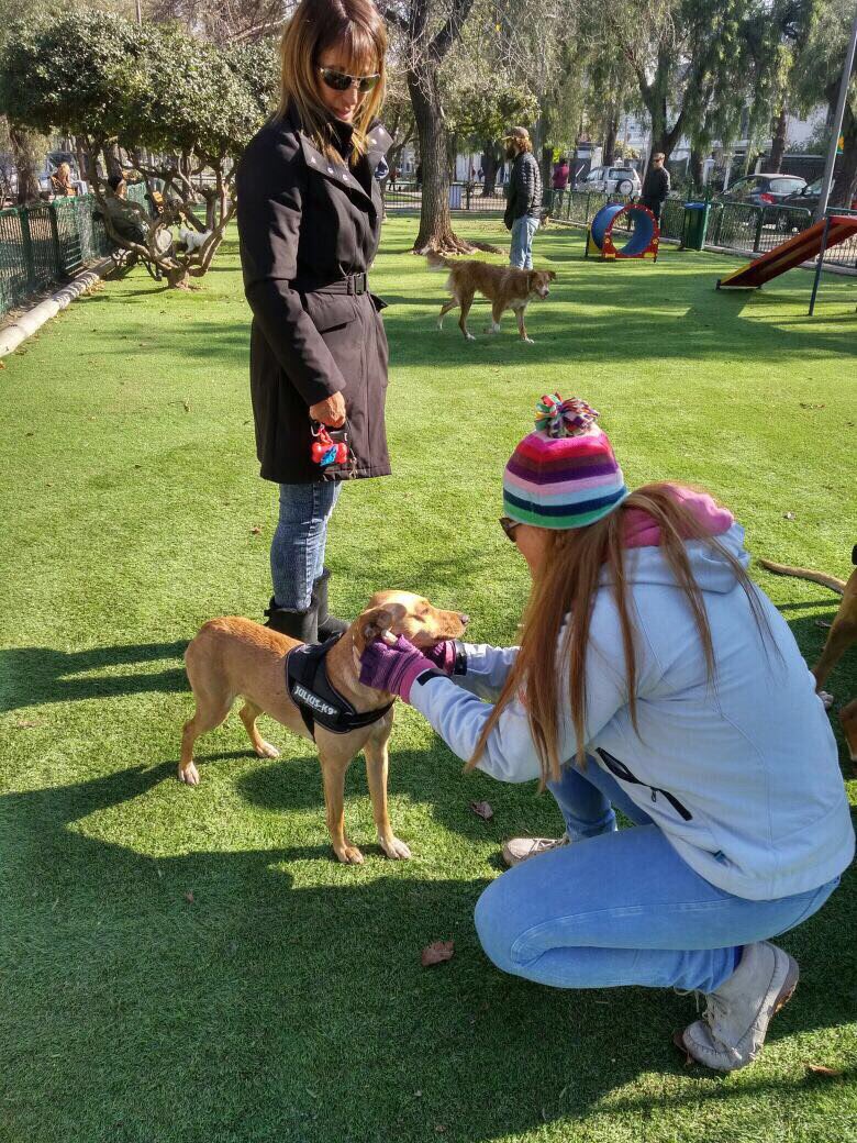 patrmarsh's tweet photo. La nva vida de #LaFlaca #PerritaReality #DobleTentacion felizmente adoptada❤️
El Flaco y El Negro también buscan un hogar.
#AdoptaConEl❤️ https://t.co/tECizEh52P