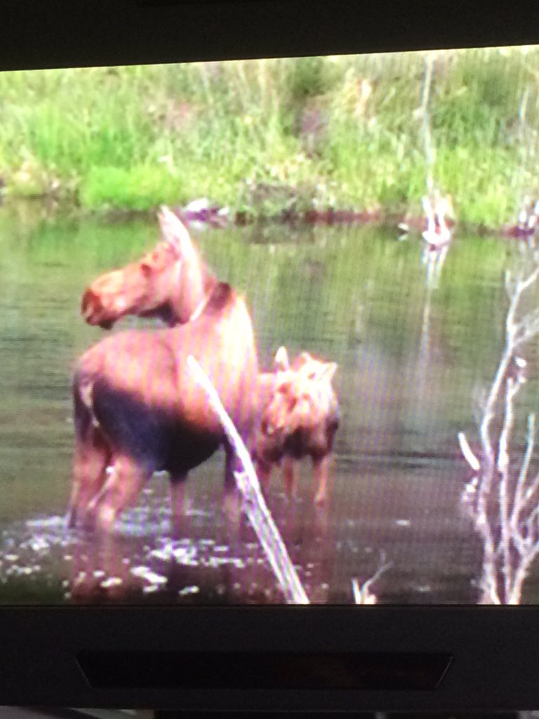 ajbw3a's tweet photo. Animals!!! Courtesy of our driver's zoom #trafalgarinsider #simplytrafalgar #denali https://t.co/L6JorKcsUC
