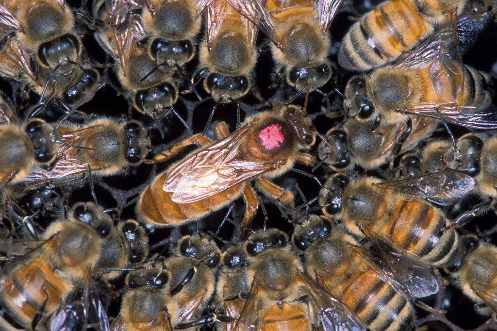 CampusBuzzTCD's tweet photo. The latest #BuzzFromTheHive blog is up! Hear how Queen Mebh is getting on! #TrinityQueen https://t.co/fPJ0PATGSC https://t.co/2vgprKVXAl