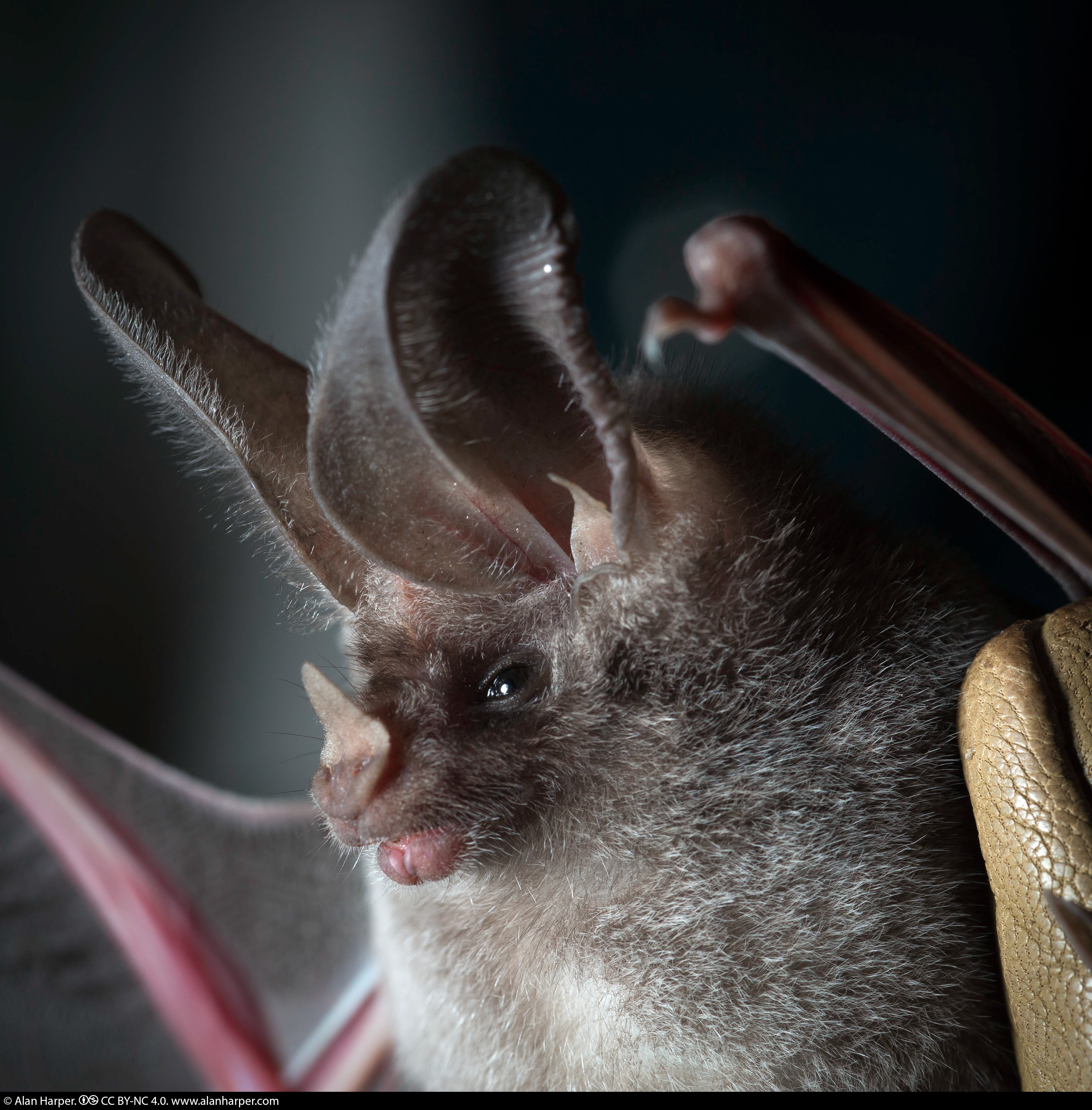 египетский крылан. ушан вечерница ночница. рукокрылые млекопитающие милые. кожан двухцветный (vespertilio murinus). свиноносая летучая мышь китти.