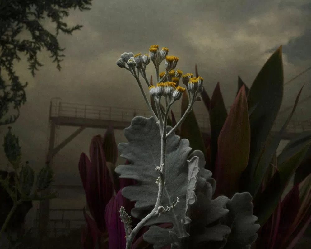 mixdevil66's tweet photo. DARK BEAUTY: #DanielShipp’s “Botanical Inquiry” @D_PAGES https://t.co/AuFj8OXXBc #photography #finearts https://t.co/6HIKiSjnmY