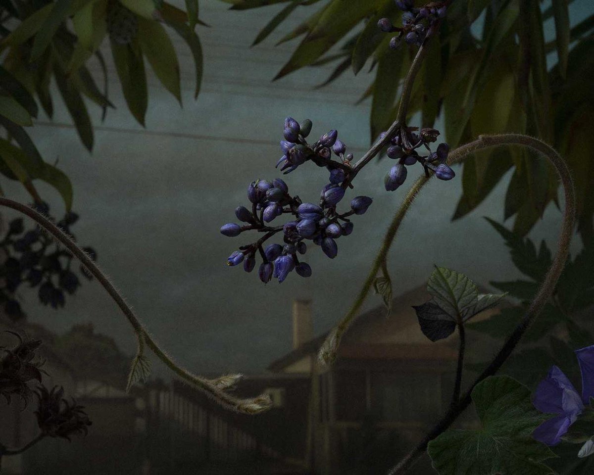 mixdevil66's tweet photo. DARK BEAUTY: #DanielShipp’s “Botanical Inquiry” @D_PAGES https://t.co/AuFj8OXXBc #photography #finearts https://t.co/6HIKiSjnmY