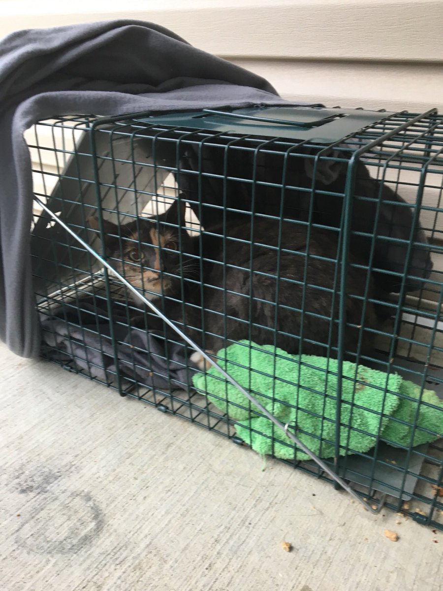 adammckale's tweet photo. We caught ANOTHER cat last night. Wish there was some $$ in this game. We're 2/2! Is it yours?! #catsofyeg #yeg https://t.co/uoBdqZVqMW