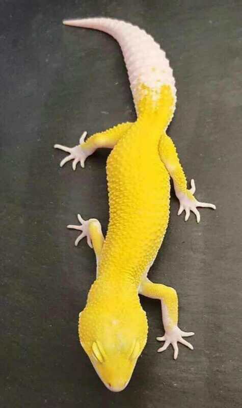 使ってません 来年に作るモルフの一つ 略奪者 英語がなんなのかよく分かりませんm M 組み合わせは ベルエクリプスマーフィーです ベル版のエンバー でも スーパー略奪の方が簡単に作れそーwww